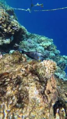 Kızıl Deniz 'deki balık cerrahı, yavaş çekim, Sharm Ash-Sheikh, Mısır.