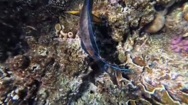 Kızıl Deniz 'deki balık cerrahı, yavaş çekim, Sharm Ash-Sheikh, Mısır.