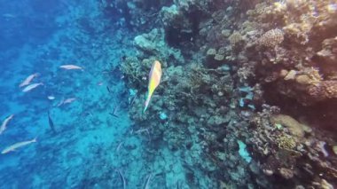 Papağan balığı Coral Bay 'deki tropikal resiflerde mercanlarla beslenir. Yüksek kalite 4k görüntü