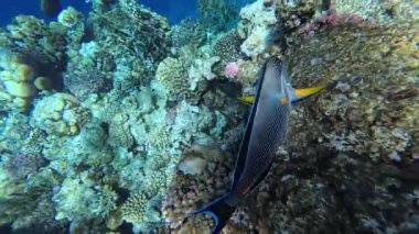 Kızıl Deniz 'deki balık cerrahı, yavaş çekim, Sharm Ash-Sheikh, Mısır.