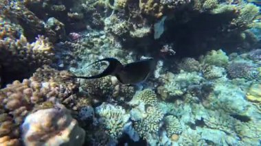Kızıl Deniz 'deki balık cerrahı, yavaş çekim, Sharm Ash-Sheikh, Mısır.