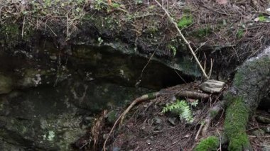 Isınıyor. Ağacın köküne ve kayaya su damlaları akar. İlkbaharın başlarında ve ormanda erime başlar..
