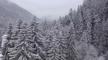 Sisli bir havada ve kar yağarken bir dağdaki çam ormanının havadan görünüşü. Karlı bir çam ormanının üzerindeki siste İHA uçuşu.