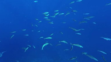 Mısır 'da Marsa Alam yakınlarında küçük balık sürüsü, Kızıl Deniz. 