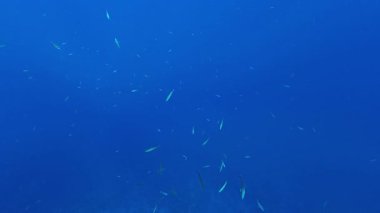 Mısır 'da Marsa Alam yakınlarında küçük balık sürüsü, Kızıl Deniz. 