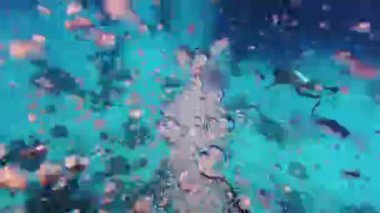 Su altında hava kabarcıkları. Bir hava kabarcığı sütunu denizin dibinden su yoluyla yüzeye doğru yükselir. Hava kabarcıkları temiz ve temiz sularda yükselir. Yüksek kalite 4k görüntü