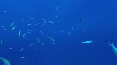 Mısır 'da Marsa Alam yakınlarında küçük balık sürüsü, Kızıl Deniz. 
