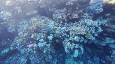 Papağan balığı Coral Bay 'deki tropikal resiflerde mercanlarla beslenir. Yüksek kalite 4k görüntü