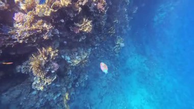 Papağan balığı Coral Bay 'deki tropikal resiflerde mercanlarla beslenir. Yüksek kalite 4k görüntü