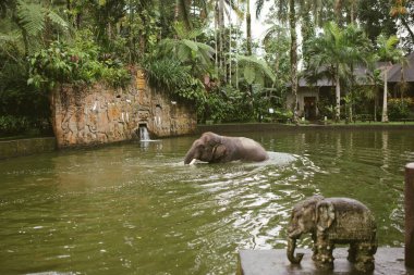 Fil banyosunda su sıçrat..
