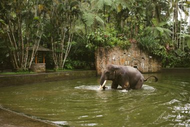 Fil banyosunda su sıçrat..