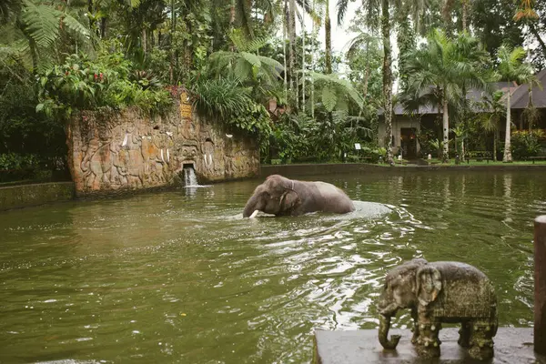 Fil banyosunda su sıçrat..