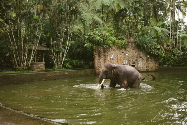 Fil banyosunda su sıçrat..