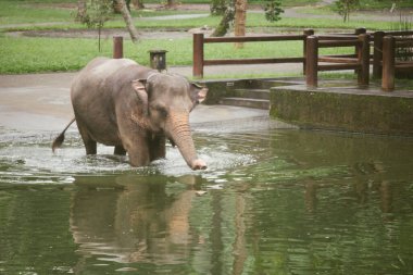 Fil banyosunda su sıçrat..
