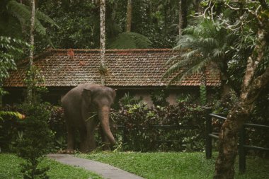 Hayvanat bahçesindeki güzel fil, Bali 