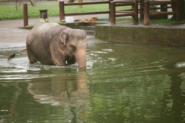 Fil banyosunda su sıçrat..