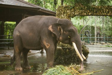 Asya erkek fili bambu yiyor..