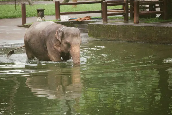 Fil banyosunda su sıçrat..