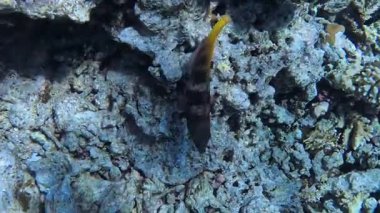 Papağan balığı Coral Bay 'deki tropikal resiflerde mercanlarla beslenir. Yüksek kalite 4k görüntü