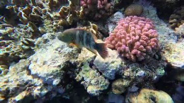 Papağan balığı Coral Bay 'deki tropikal resiflerde mercanlarla beslenir. Yüksek kalite 4k görüntü