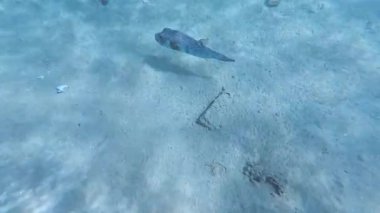 Papağan balığı Coral Bay 'deki tropikal resiflerde mercanlarla beslenir. Yüksek kalite 4k görüntü