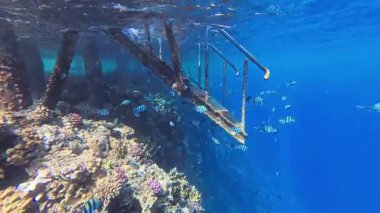 Hint-Pasifik balık sürüsüyle şnorkelle yüzen çavuş Abudefduf vaigiensis ve tropikal mercan resifi. Balık ve mercanların olduğu sualtı videosu. Deniz yaşamı ve balık, seyahat görüntüleri..