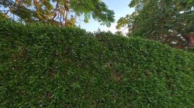 Açık havada güneşli bir günde yeşil çitleri olan tropik bir tatil köyü. Mısır 'da yaz tropikal deniz tatili, tatil kavramı