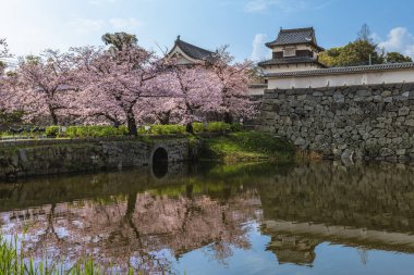 Fukuoka şatosu Fukuoka, Kyushu, Japonya 'da kiraz çiçekli.