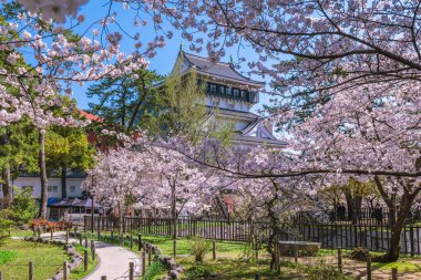 Kitakyushu, Fukuoka, Japonya 'daki Kokura Kalesi' nde kiraz çiçeği..