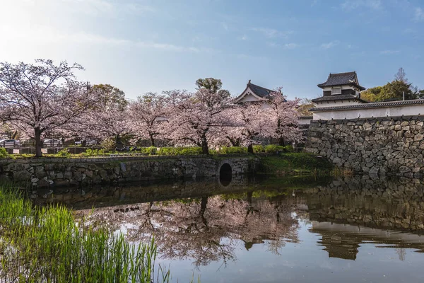 Hrad Fukuoka Třešňovými Květy Fukuoka Kyushu Japonsko — Stock fotografie