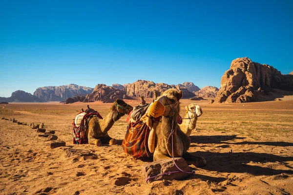 Kamel Der Wadi Rum Wüste Südjordanien — Stockfoto
