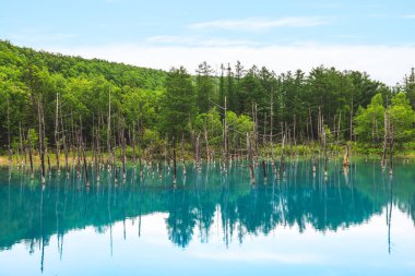 Biei Mavi Gölet Sahnesi Hokkaido, Japonya