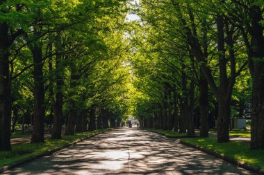 Japonya, Sapporo 'daki Hokkaido Üniversitesi' nde gingko ağaçlarıyla dolu bir cadde.
