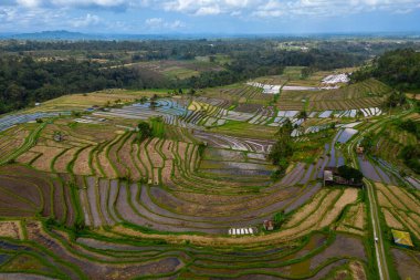 Jatiluwih pirinç terası, Endonezya 'nın Bali kentindeki UNESCO Dünya Mirası