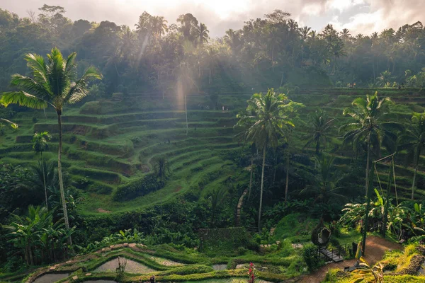 Tegallalang Rice Terrace 在Ubud Bali Indone Sia的一系列排列好的稻田 — 图库照片
