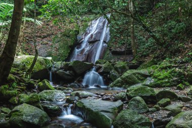 National Kinabalu Park, Taman Negara Kinabalu, Sabah, Doğu Malezya