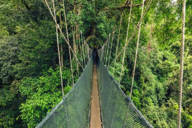 National Kinabalu Park, Taman Negara Kinabalu, Sabah, Malezya 'da paraşüt yolu