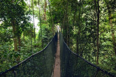 National Kinabalu Park, Taman Negara Kinabalu, Sabah, Malezya 'da paraşüt yolu
