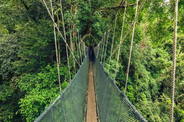 Canopy Walkway National Kinabalu Park Taman Negara Kinabalu Sabah Malasia — Foto de Stock