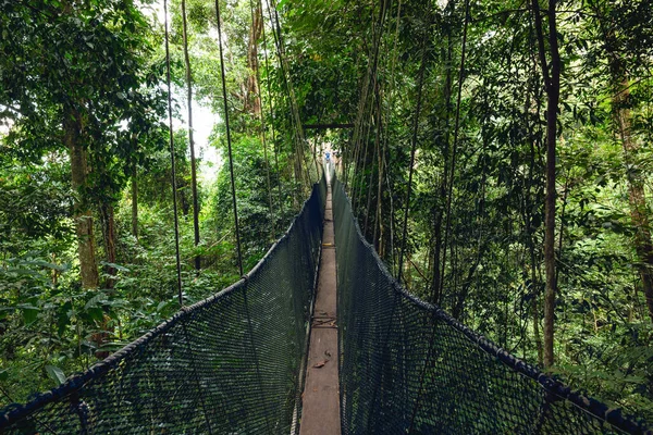 马来西亚沙巴Taman Negara Kinabalu国家Kinabalu公园的林冠人行道 — 图库照片