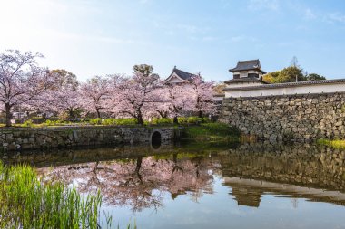 Fukuoka şatosu Fukuoka, Kyushu, Japonya 'da kiraz çiçekli.