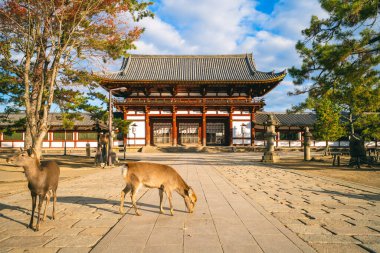 Todaiji 'nin orta kapısı, Büyük Doğu Tapınağı, Nara, Japonya