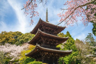 Onjoji temple, or Miidera, with cherry blossom at Mount Hiei in Otsu city in Shiga, Japan clipart