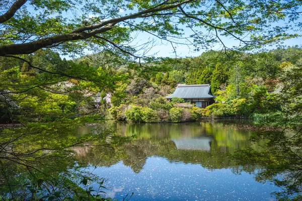Ανθός Κερασιάς Στη Λίμνη Kyoyochi Του Ναού Ryoanji Στο Κιότο Φωτογραφία Αρχείου