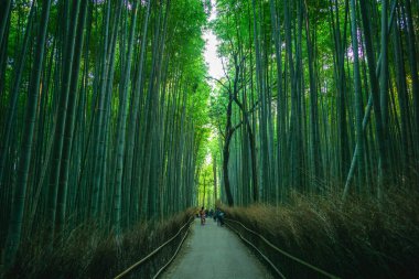 Arashiyama Bambu Ovası veya Sagano Bambu Ormanı, Arashiyama, Kyoto, Japonya 'da bulunur.