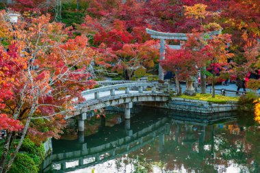 Japonya, Kansai, Kyoto 'daki Eikando Zenrinji Tapınağı' nda sonbahar yaprakları.