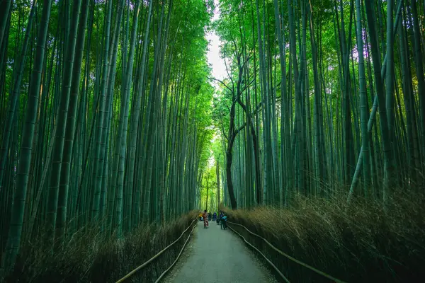 stock image Arashiyama Bamboo groove or Sagano Bamboo Forest, located in Arashiyama, kyoto, japan