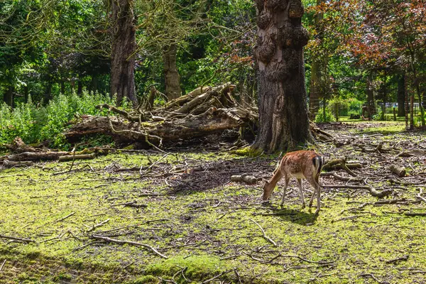 stock image The deer park located in Hague, dutch, netherlands