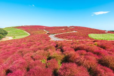 Kochia, yaz servisi, Hitachi Sahil Parkı, Ibaraki, Japonya 'da kırmızı renkler alıyor.