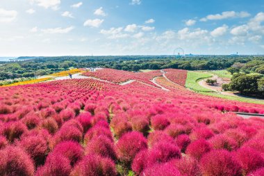 Kochia, yaz servisi, Hitachi Sahil Parkı, Ibaraki, Japonya 'da kırmızı renkler alıyor.